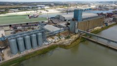 Ten metal silos and new flat store begin operating at the Port of Tilbury’s Grain Terminal.